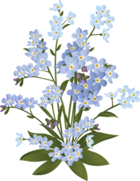 Forget-me-not.png