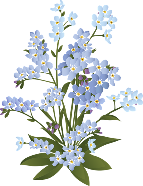 File:Forget-me-not.png
